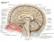 Sagittal Brain Neuroanatomy