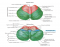 Cerebellum anatomy