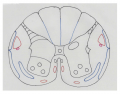 Thoracic white matter