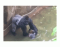 Harambe 