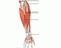 Interactive Forearm Muscles Labeling