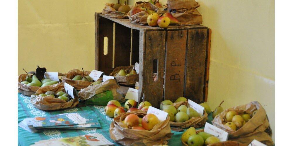 Une exposition sur les différentes variétés de pommes a été proposée.  Photo Le DL/Maryse Laval