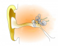 The Human Ear