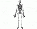 Skeletal System