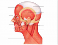 Muscles of Head and Neck