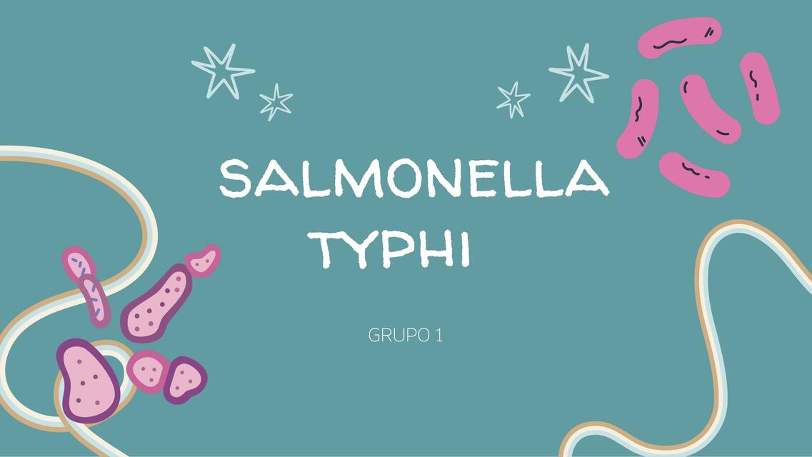 Salmonella Typhi | Mirella Taco | uDocz