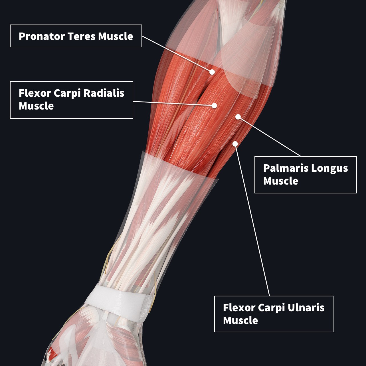 Lower Arm Muscle Diagram - Abba Humananatomy