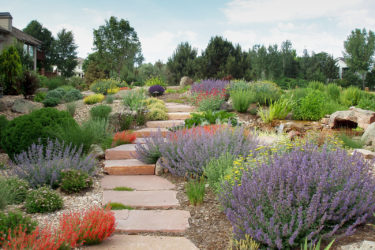 A yard in Niwot showcases green xeriscaping.