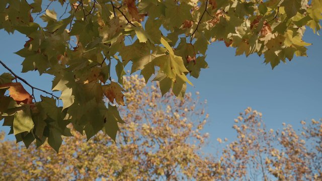 Branches of yellow maple leaves blowing in the wind