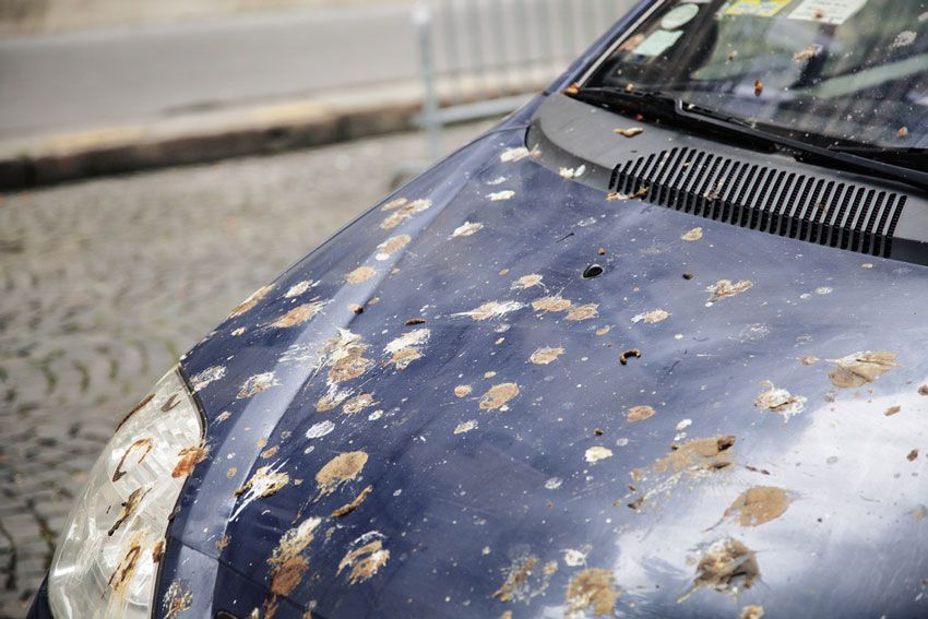 How to Remove Bird Poop from Your Car