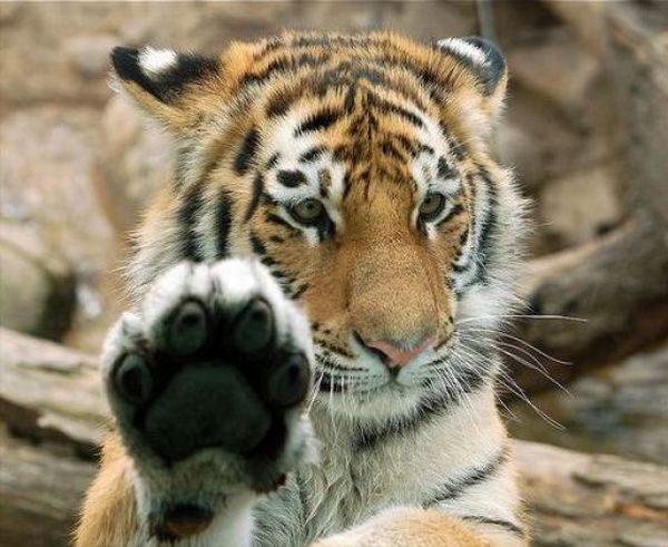 Animals Giving a High Five (31 pics)