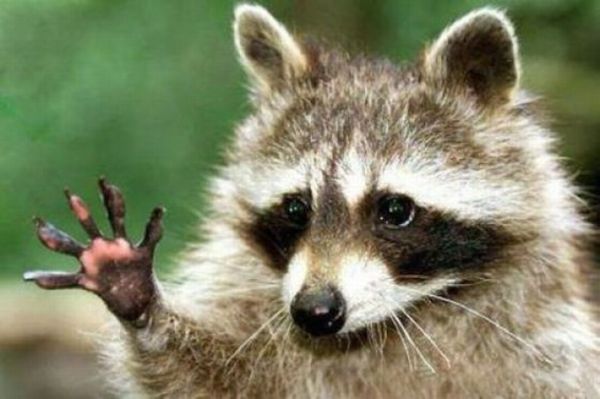 Animals Giving a High Five (31 pics)