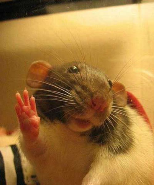 Animals Giving a High Five (31 pics)