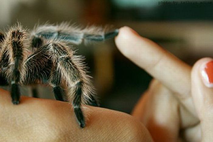 Animals Giving a High Five (31 pics)