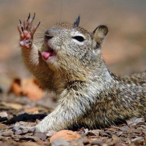 Animals Giving a High Five (31 pics)