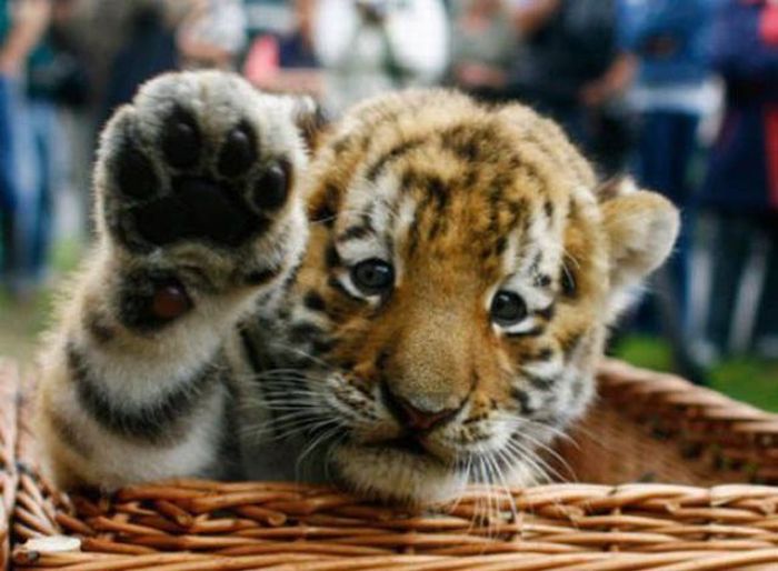 Animals Giving a High Five (31 pics)