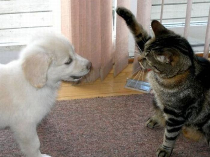 Animals Giving a High Five (31 pics)