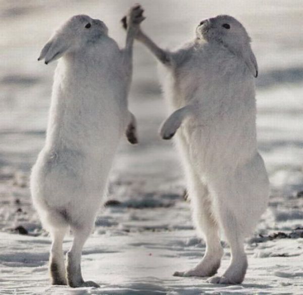 Animals Giving a High Five (31 pics)