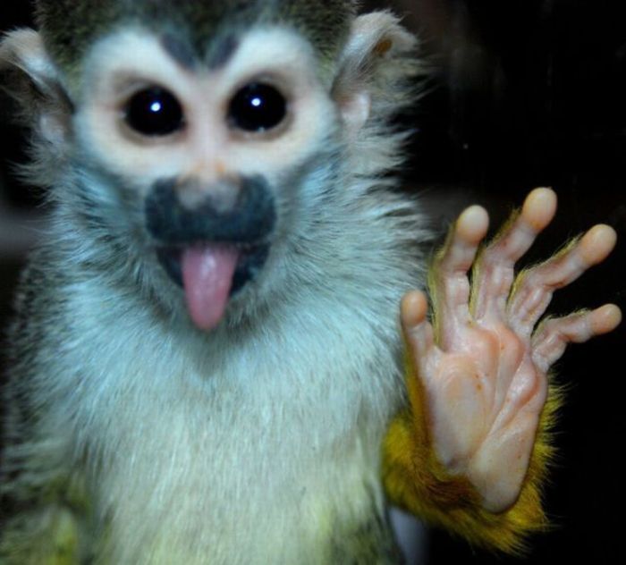 Animals Giving a High Five (31 pics)