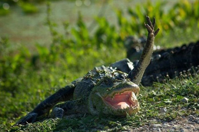 Animals Giving a High Five (31 pics)