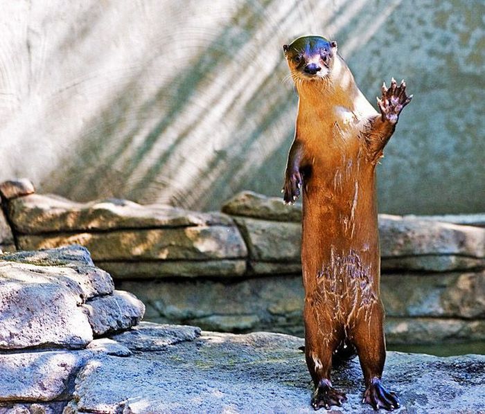 Animals Giving a High Five (31 pics)