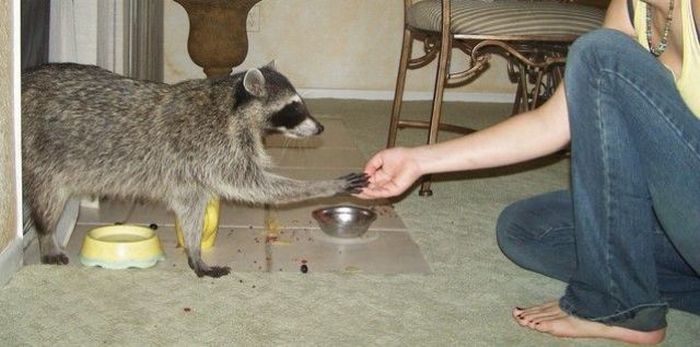 Animals Giving a High Five (31 pics)