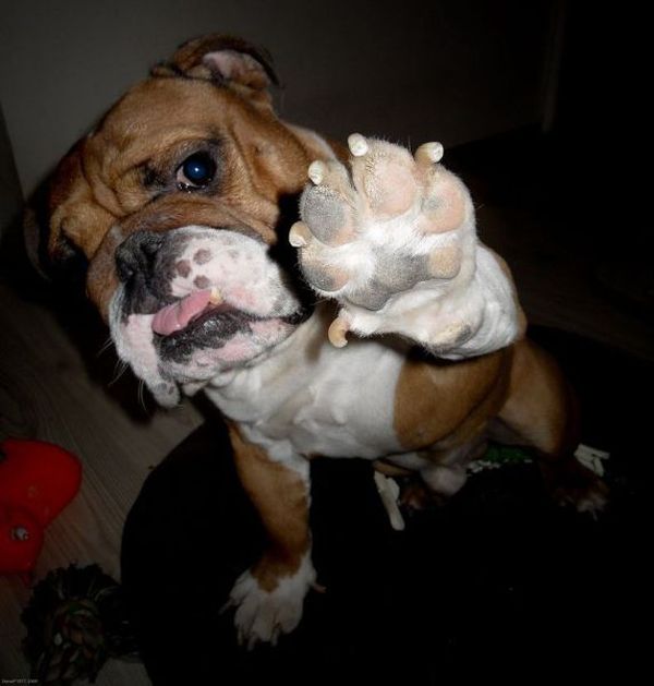 Animals Giving a High Five (31 pics)