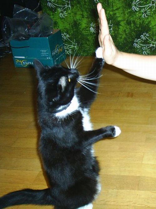 Animals Giving a High Five (31 pics)