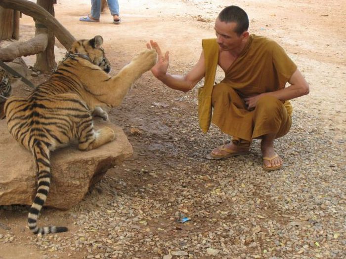 Animals Giving a High Five (31 pics)