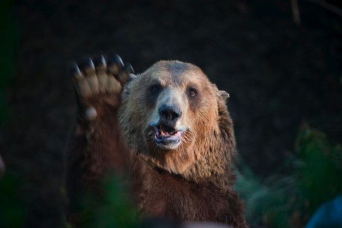 Animals Giving a High Five (31 pics)