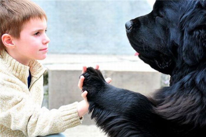 Animals Giving a High Five (31 pics)