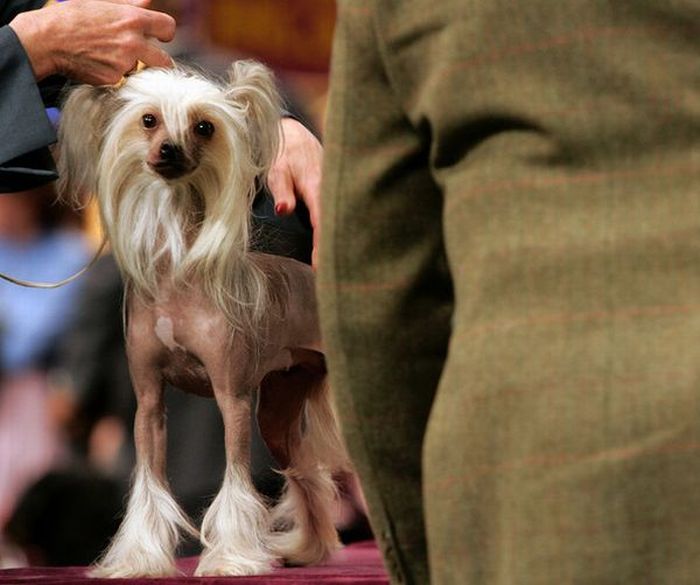 emo dog haircut