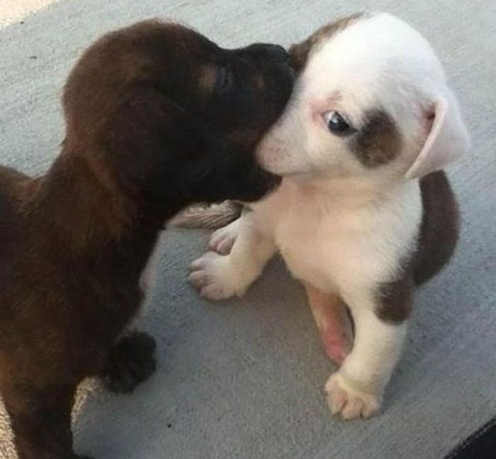 Bad Kiss (20 pics)