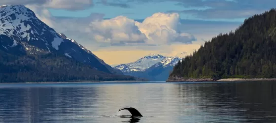 Calm waters disturbed only by the flick of a whale's tail