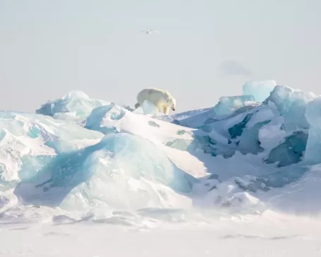 A polar bear climbs glacial ice in the Arctic