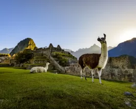 Llamas in Machu Picchu