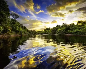 River in the Amazon Rainforest