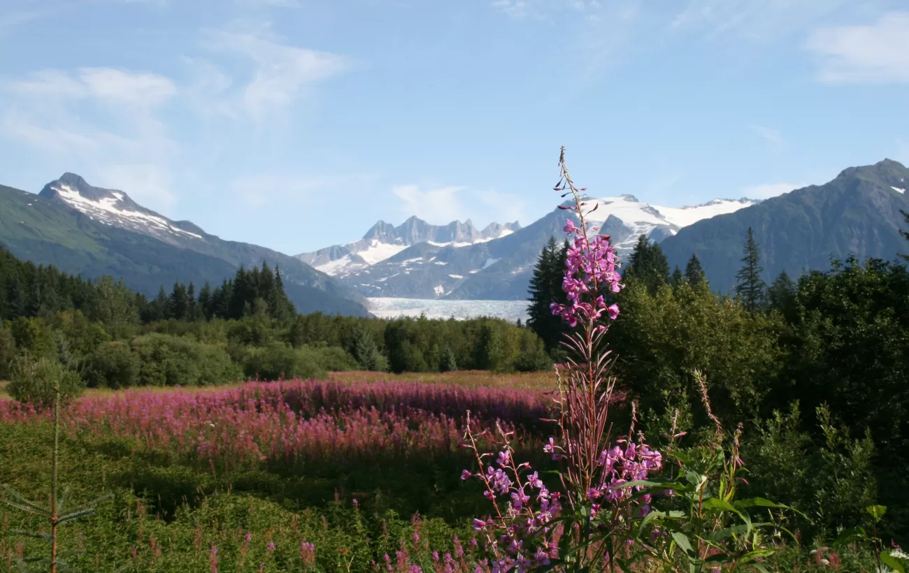 Mendenhall Glacier with field of Fireweed in Juneau, Alaska