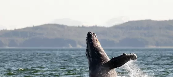 Whale watching in Alaska