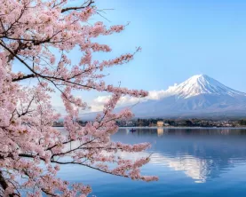 Mt. Fuji framed by Lake Kawaguchiko and cherry blossoms