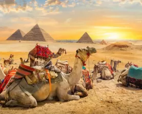 Camel rests near ruins pyramids of Egypt