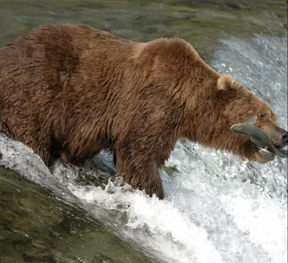 Alaska cruise and wildlife viewing tours