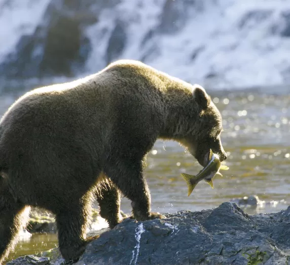 A bear catching lunch