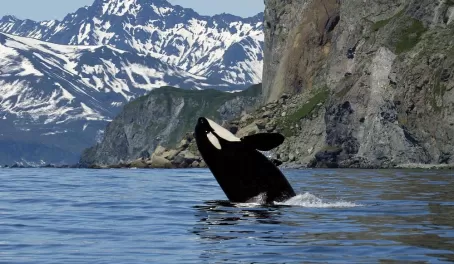 Breaching Orca Whale