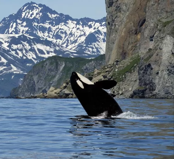 Breaching Orca Whale