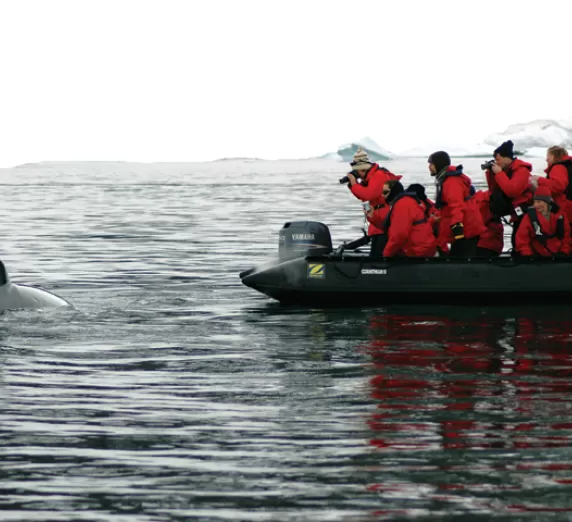 Whale watching from the Zodiac