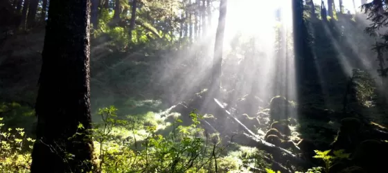 A view of the rainforest