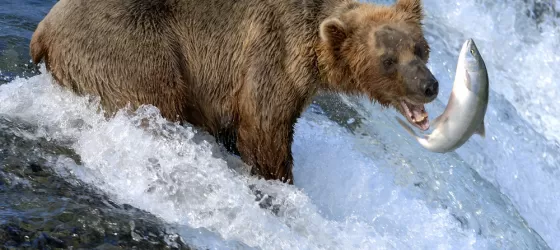 Alaska wildlife tours and brown bear fishing for salmon