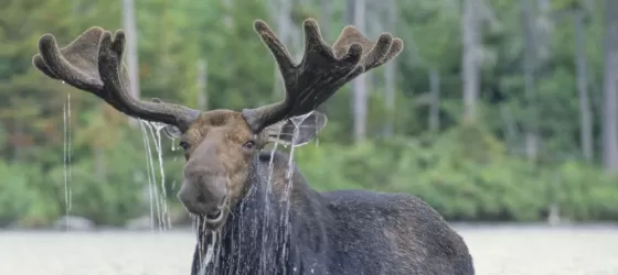 Moose found on an Alaska wildlife tour