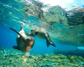 A pair of friendly sea lions